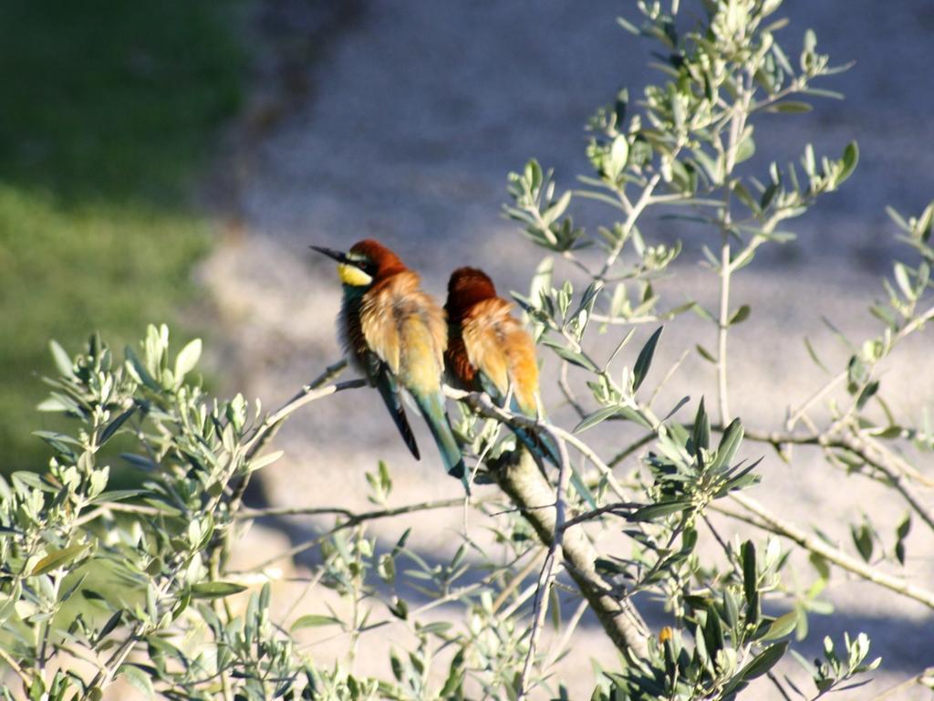 Agriturismo Peretti フォンテブランダ エクステリア 写真